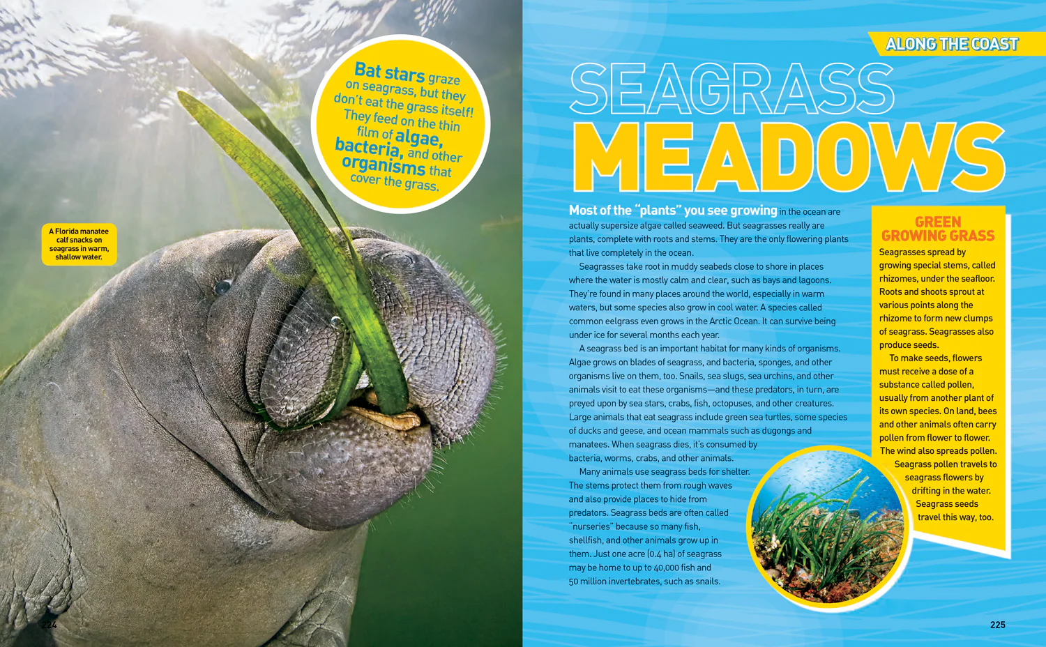 National Geographic Kids - Ultimate Oceanpedia: The Most Complete Ocean Reference Ever - Image 5