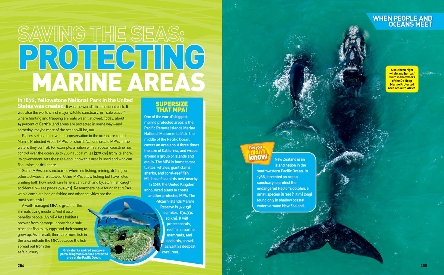 National Geographic Kids - Ultimate Oceanpedia: The Most Complete Ocean Reference Ever - Image 6