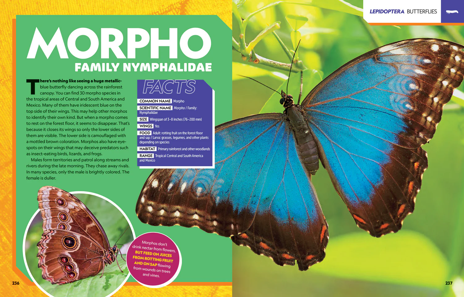 National Geographic Kids - Ultimate Bugopedia: The Most Complete Bug Reference Ever - Image 5