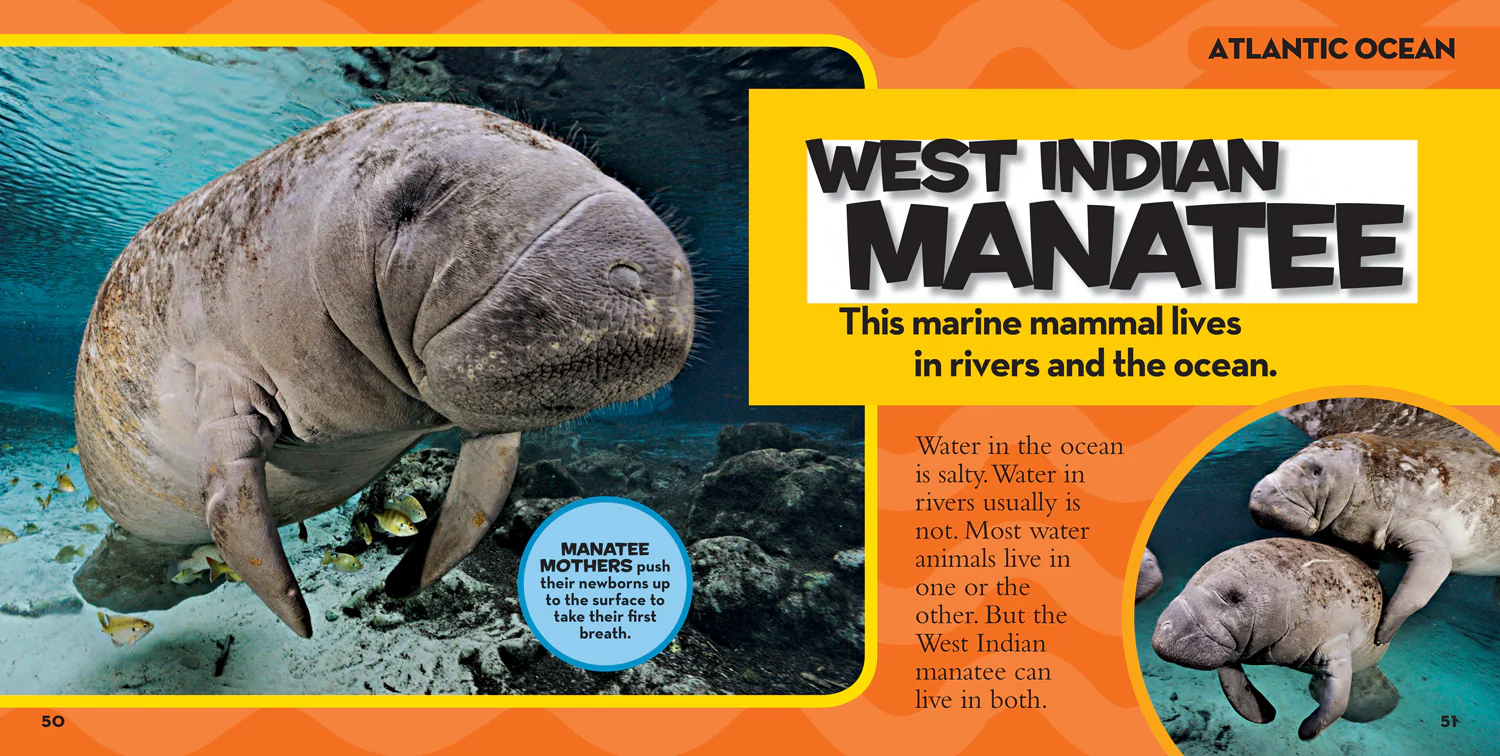 National Geographic Kids - Little Kids First Big Book of The Ocean - Image 3