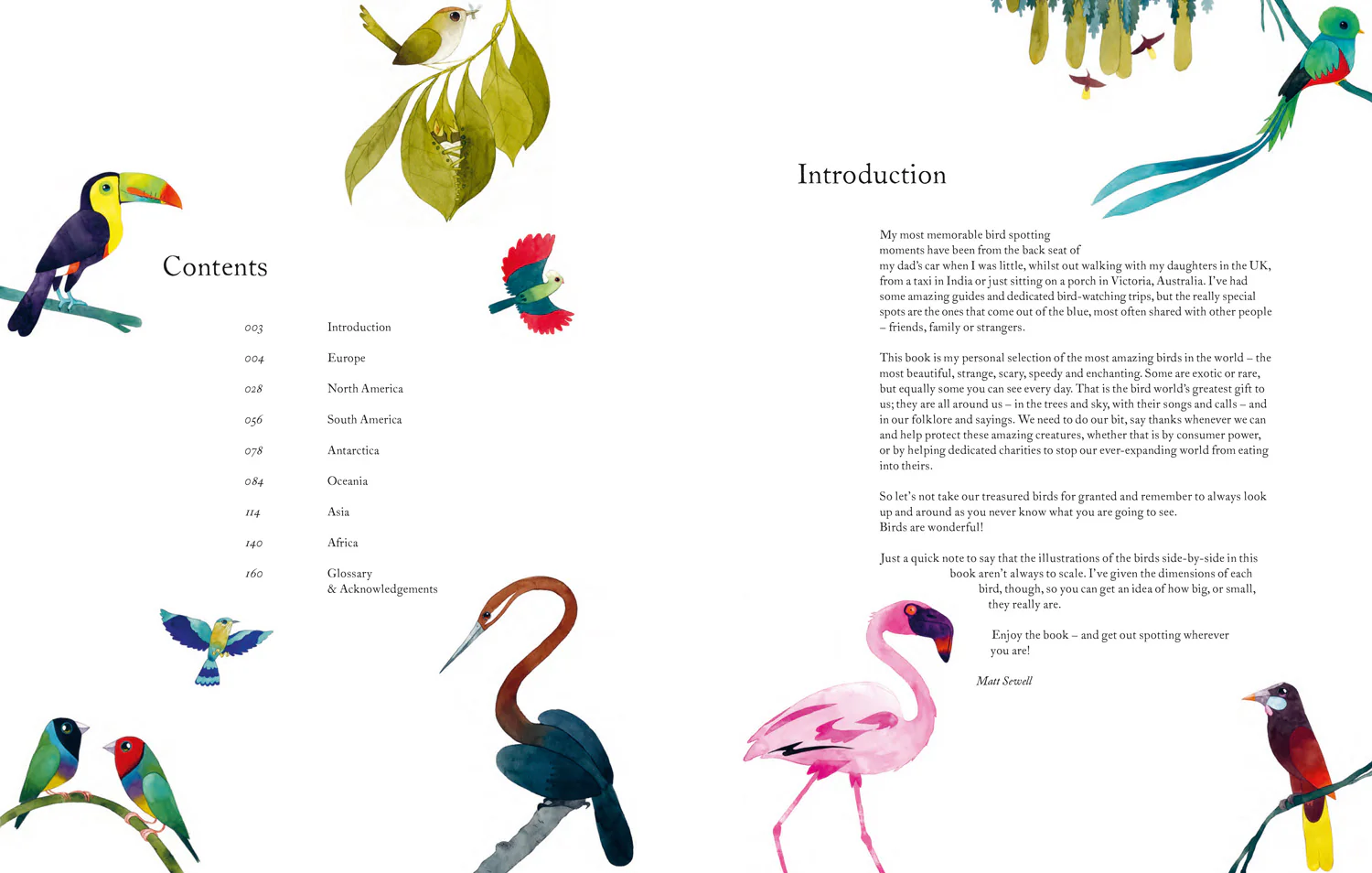 Atlas of Amazing Birds - Image 2