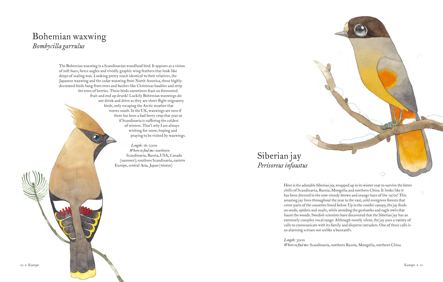 Atlas of Amazing Birds - Image 4