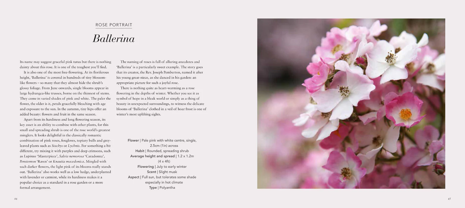 Roses and Rose Gardens - Image 3