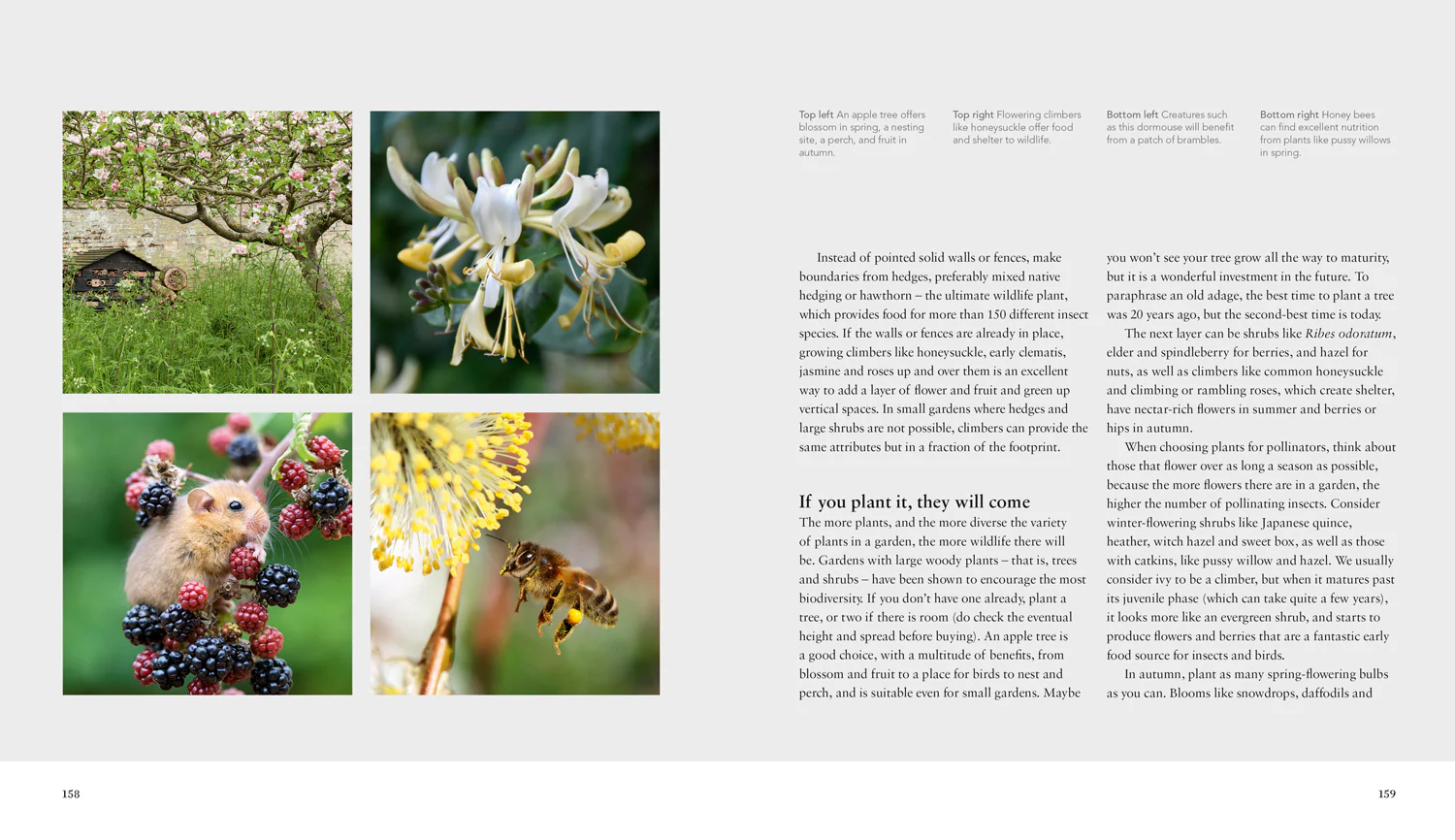 Wild Gardens - Image 6
