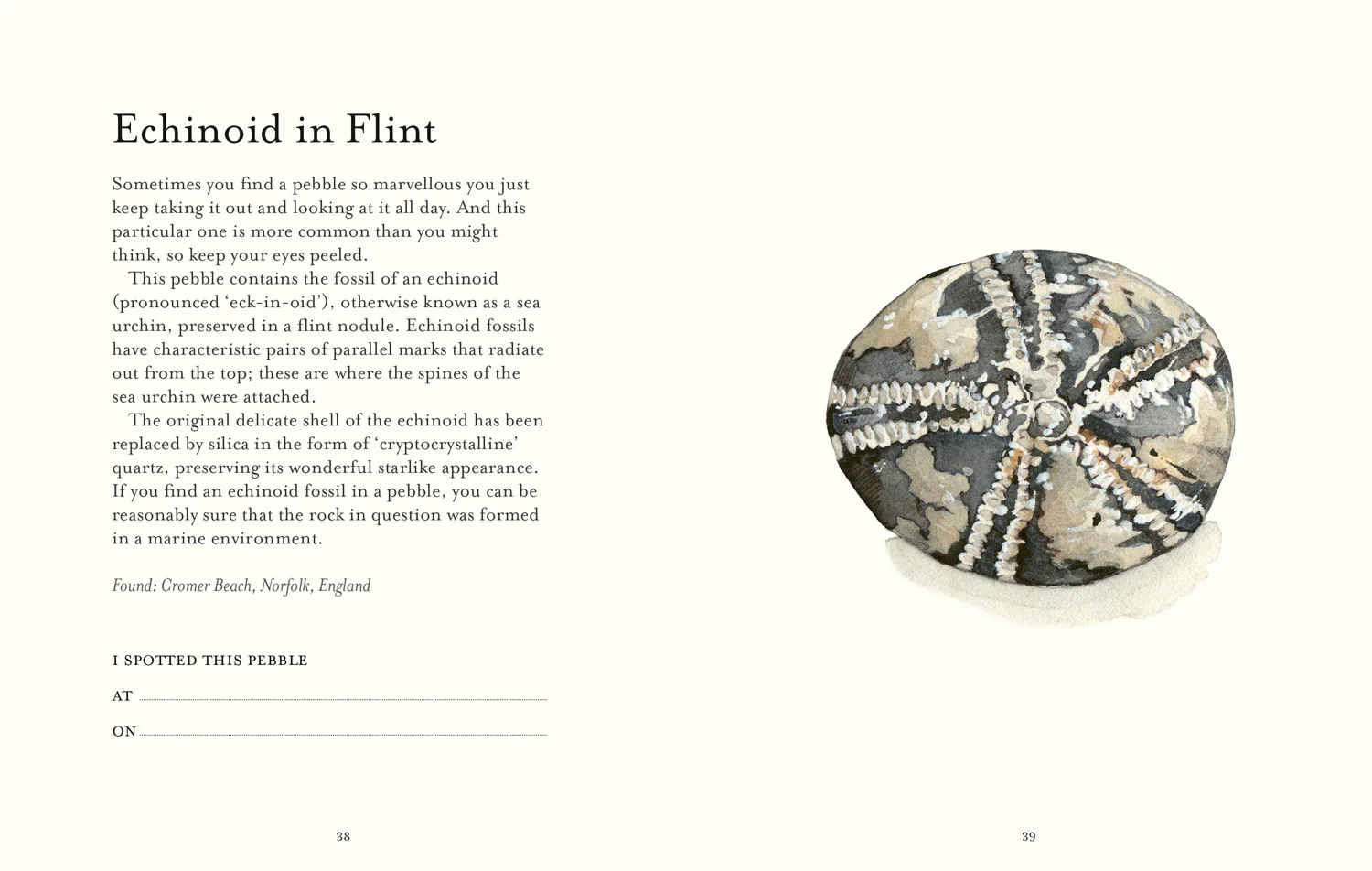 The Pebble Spotter's Guide - Image 3