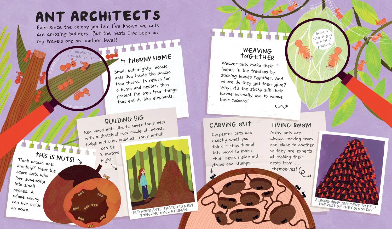 Misunderstood Minibeasts - Ant Life - Image 4