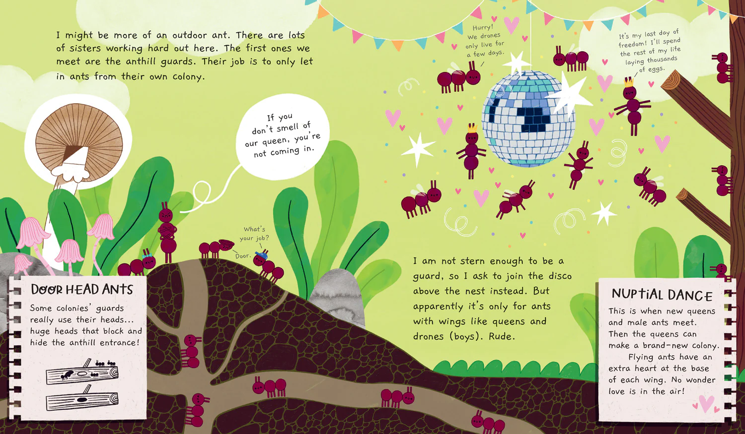 Misunderstood Minibeasts - Ant Life - Image 3