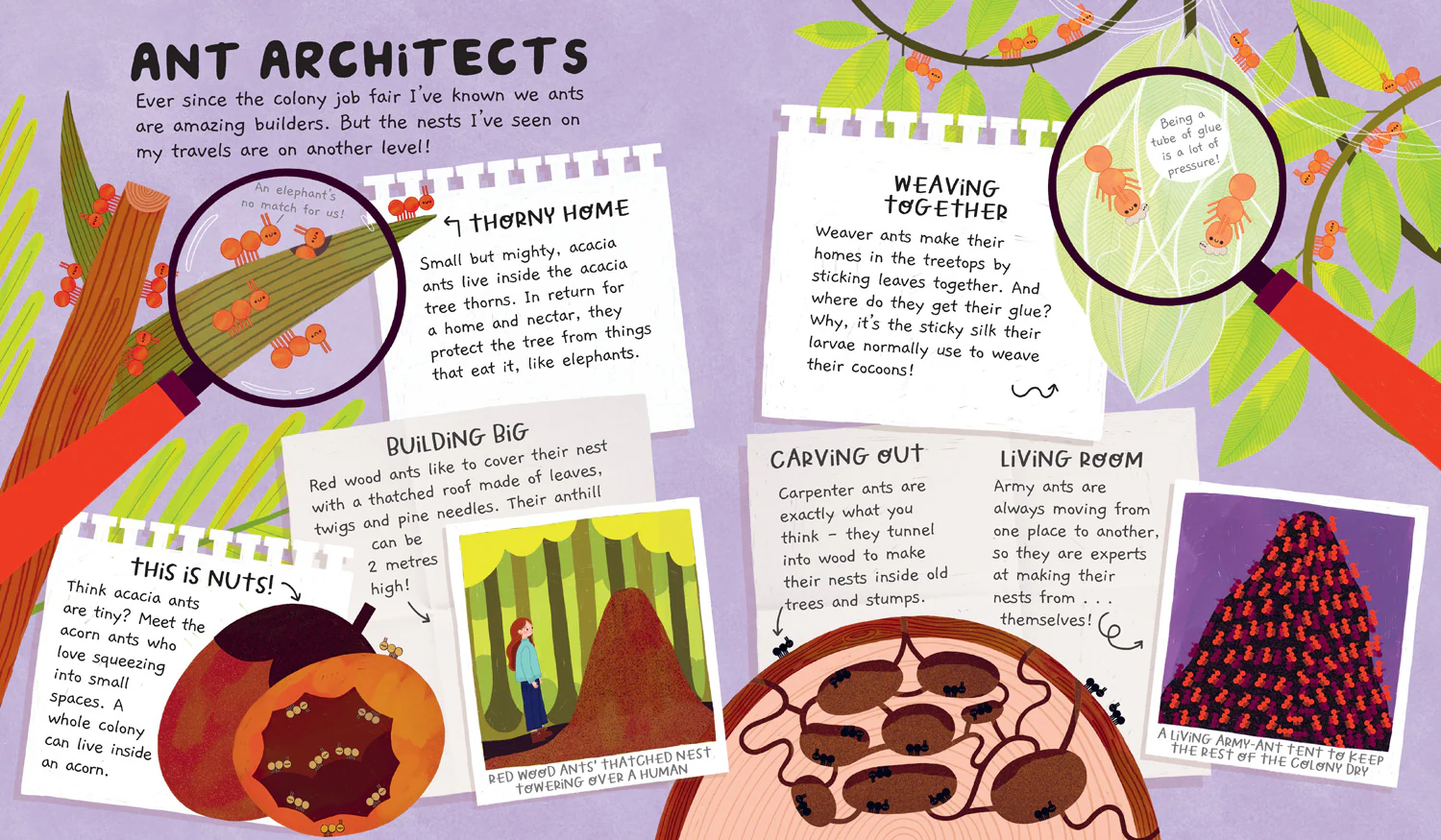 Misunderstood Minibeasts - Ant Life - Image 4